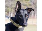 Adopt Bobby a Black - with White Greyhound / German Shepherd Dog / Mixed dog in