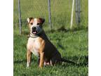 Adopt Briscoe a Pit Bull Terrier dog in Fairfax Station, VA (38264976)