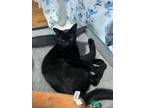 Adopt Tommy a All Black Domestic Shorthair (short coat) cat in Middle Village