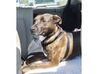 Adopt Cody a Brown/Chocolate - with Black Coonhound / Terrier (Unknown Type