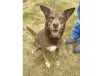 Adopt Maya a Brown/Chocolate Husky / Mixed dog in Winchester, VA (38269786)