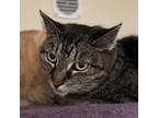 Adopt Peanut a Brown or Chocolate (Mostly) Domestic Shorthair (short coat) cat