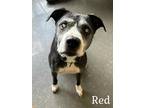 Adopt Red a Black American Pit Bull Terrier / Mixed Breed (Medium) / Mixed