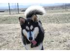 Adopt Kodak a Black - with White Alaskan Malamute / Mixed dog in Dodson