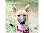 Adopt Shawnee a Black - with Tan, Yellow or Fawn German Shepherd Dog / Mixed dog