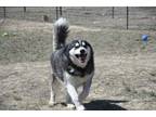 Adopt Nome a Black - with White Alaskan Malamute / Mixed dog in Dodson
