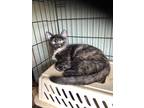Adopt Lola a Tortoiseshell Domestic Shorthair (short coat) cat in El Dorado