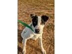 Adopt Manchas a White - with Black Mixed Breed (Medium) / Labrador Retriever /