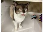 Adopt Douglas a Cream or Ivory Siamese (short coat) cat in Walnut, CA (38167365)