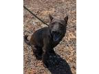 Adopt Kora a Black Mixed Breed (Medium) / Mixed dog in San Diego, CA (37005123)