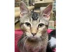 Adopt Pipi a Brown Tabby Domestic Shorthair (short coat) cat in San Antonio