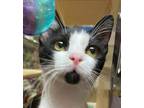 Adopt Toto a Black & White or Tuxedo Domestic Shorthair (short coat) cat in San
