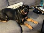 Adopt Rudy - Lovable Sweetheart a Brown/Chocolate - with Black Rottweiler /