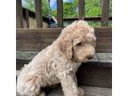 Australian Labradoodle Puppy for sale in Castalian Springs, TN, USA