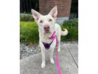 Adopt Babette a White - with Tan, Yellow or Fawn Shepherd (Unknown Type) /