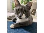 Adopt Sissy a Domestic Shorthair cat in Fairfax Station, VA (38398155)