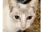 Adopt Shania a Cream or Ivory Siamese (short coat) cat in San Antonio