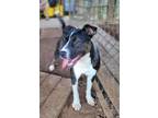 Adopt Taylor a Black - with White Mixed Breed (Medium) / Mixed dog in