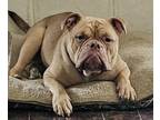 Freud English Bulldog Adult Male