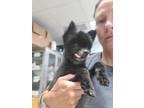Adopt Pip Squeak a Black Pomeranian / Mixed dog in Ladson, SC (37920355)