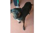 Adopt Jenna a Black - with Tan, Yellow or Fawn Mixed Breed (Medium) dog in