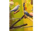 Adopt Willow & Stitch a Budgie bird in Edgerton, WI (34803688)