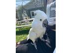 Adopt Paco a Cockatoo bird in Edgerton, WI (32608668)