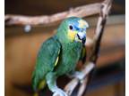 Adopt Miguel a Amazon bird in Elizabeth, CO (34726700)