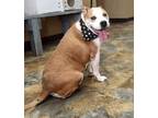 Adopt Hefee a Red/Golden/Orange/Chestnut - with White Boxer / Mixed dog in
