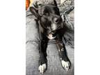 Adopt Maximillian a Black - with White Australian Cattle Dog / Mixed dog in