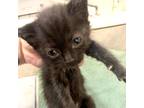 Adopt Pompom a All Black Manx (medium coat) cat in San Antonio, TX (38205200)