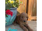 Mutt Puppy for sale in New Haven, IN, USA