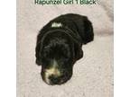 Aussiedoodle Puppy for sale in Granite Falls, NC, USA