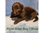 Flynn Rider