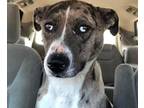 Adopt Lucy a Brown/Chocolate - with White Catahoula Leopard Dog / Labrador