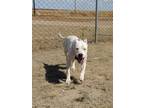 Adopt Shasta a White Dogo Argentino / Mixed dog in Yoder, CO (33032048)