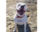 Adopt Andi a White Boxer / American Pit Bull Terrier / Mixed dog in Yoder
