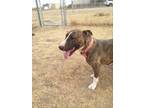 Adopt Kira a Brindle - with White Bull Terrier / Mixed dog in Yoder