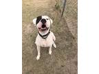 Adopt Zoey a White Dogo Argentino / Mixed dog in Yoder, CO (32690865)