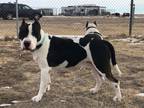 Adopt Max and Chyna a Black - with White Bull Terrier / Mixed dog in Yoder