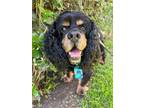 Adopt Herbie a Black - with Tan, Yellow or Fawn Cocker Spaniel / Mixed dog in