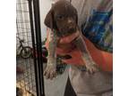 German Shorthaired Pointer Puppy for sale in Rice, MN, USA