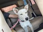 Adopt Knox a Cattle Dog / Mixed dog in Midland, TX (35804048)