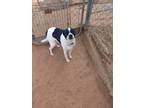 Adopt Dougal a Boston Terrier / Mixed dog in Midland, TX (36321236)