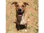 Adopt Banner a Labrador Retriever / Australian Shepherd / Mixed dog in Midland