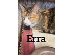 Adopt Erra a Domestic Shorthair / Mixed (short coat) cat in Midland