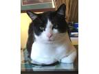 Adopt Domino a Domestic Shorthair / Mixed (short coat) cat in Midland