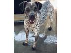 Adopt Marie a Pointer / Mixed dog in Midland, TX (20919425)