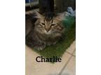 Adopt Charlie a Domestic Longhair / Mixed (short coat) cat in Midland