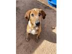Adopt Betty Lou (Uma) a Hound (Unknown Type) / Mixed dog in Midland